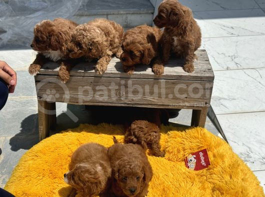 Show Kalite Çok Özel Red Maltipoo Yavrular görsel
