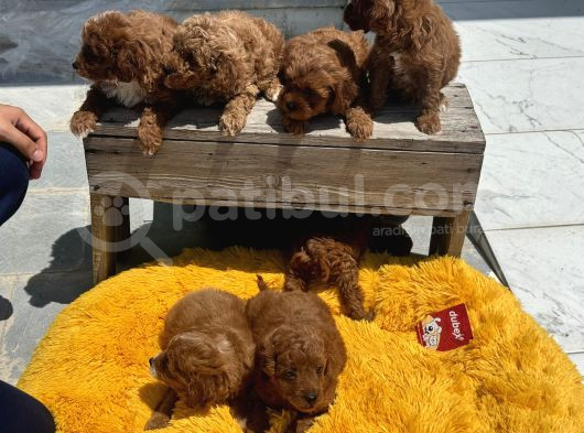 Show Kalite Çok Özel Red Maltipoo Yavrular görsel