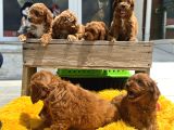 Show Kalite Çok Özel Red Maltipoo Yavrular