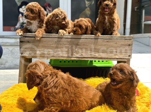 Show Kalite Çok Özel Red Maltipoo Yavrular görsel