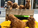 Show Kalite Çok Özel Red Maltipoo Yavrular