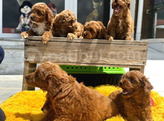 Show Kalite Çok Özel Red Maltipoo Yavrular görsel