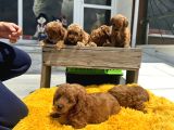 Show Kalite Çok Özel Red Maltipoo Yavrular