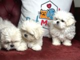 Show Kalite Kore Kanı Maltese Terrier Yavrularımız
