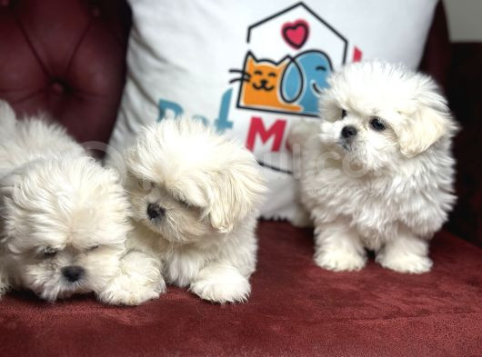 Show Kalite Kore Kanı Maltese Terrier Yavrularımız görsel