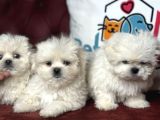 Show Kalite Kore Kanı Maltese Terrier Yavrularımız