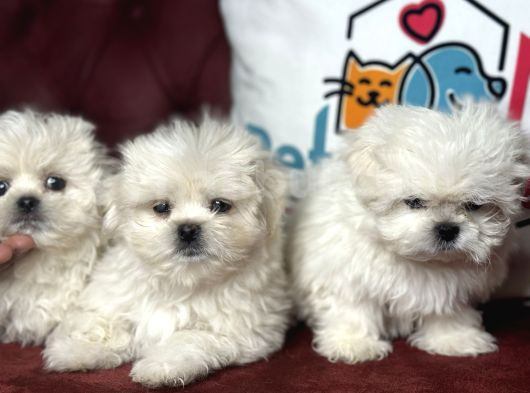 Show Kalite Kore Kanı Maltese Terrier Yavrularımız görsel
