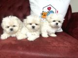 Show Kalite Kore Kanı Maltese Terrier Yavrularımız