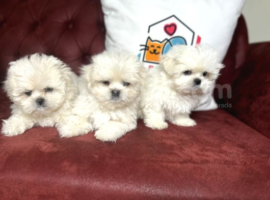 Show Kalite Kore Kanı Maltese Terrier Yavrularımız görsel