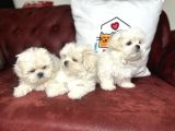Show Kalite Kore Kanı Maltese Terrier Yavrularımız