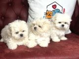 Show Kalite Kore Kanı Maltese Terrier Yavrularımız