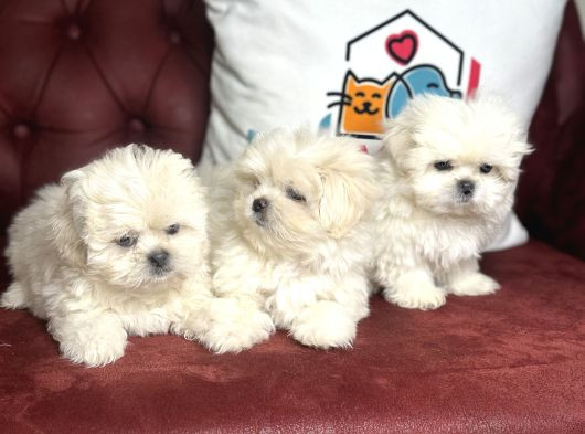 Show Kalite Kore Kanı Maltese Terrier Yavrularımız