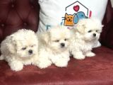 Show Kalite Kore Kanı Maltese Terrier Yavrularımız