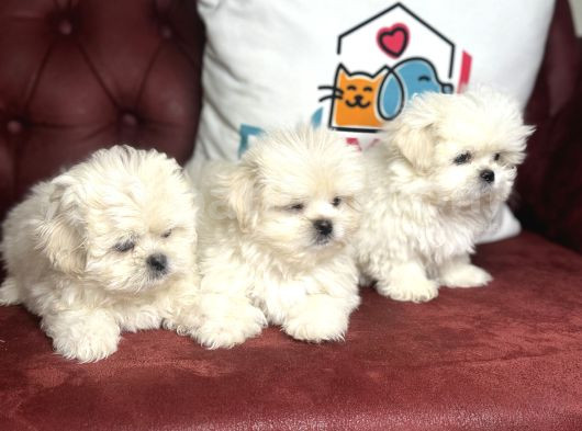 Show Kalite Kore Kanı Maltese Terrier Yavrularımız görsel