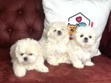 Show Kalite Kore Kanı Maltese Terrier Yavrularımız