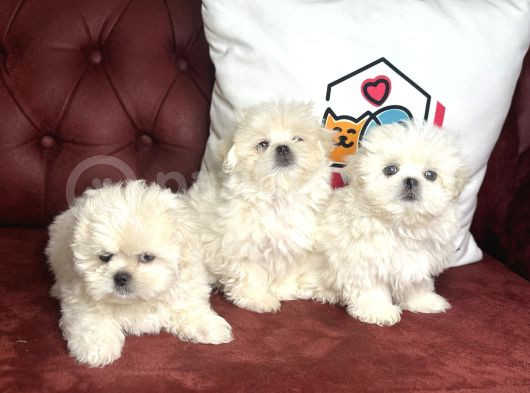 Show Kalite Kore Kanı Maltese Terrier Yavrularımız görsel