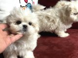 Show Kalite Kore Kanı Maltese Terrier Yavrularımız