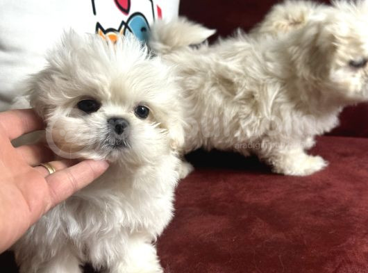 Show Kalite Kore Kanı Maltese Terrier Yavrularımız görsel