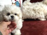 Show Kalite Kore Kanı Maltese Terrier Yavrularımız