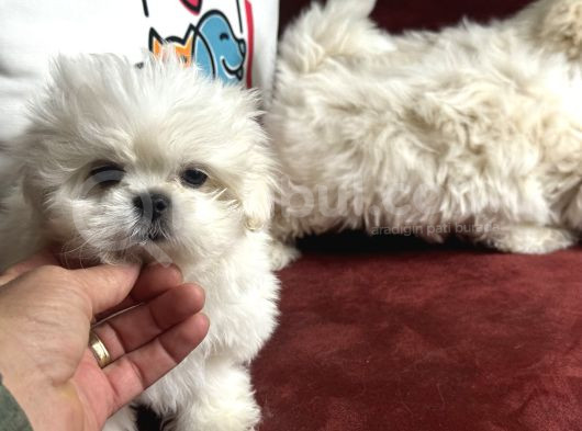 Show Kalite Kore Kanı Maltese Terrier Yavrularımız görsel