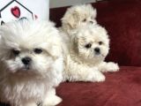 Show Kalite Kore Kanı Maltese Terrier Yavrularımız
