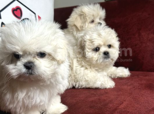 Show Kalite Kore Kanı Maltese Terrier Yavrularımız görsel