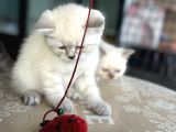 En Güzel Mavi Gözlü British Shorthair Yavrular