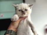 En Güzel Mavi Gözlü British Shorthair Yavrular
