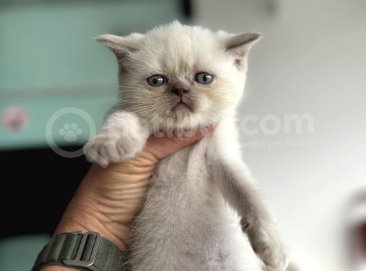 En Güzel Mavi Gözlü British Shorthair Yavrular görsel
