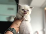En Güzel Mavi Gözlü British Shorthair Yavrular
