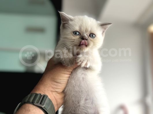 En Güzel Mavi Gözlü British Shorthair Yavrular görsel