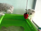 En Güzel Mavi Gözlü British Shorthair Yavrular