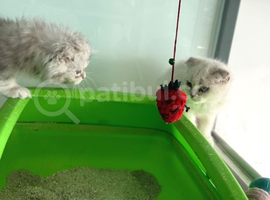 En Güzel Mavi Gözlü British Shorthair Yavrular görsel