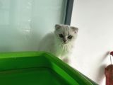 En Güzel Mavi Gözlü British Shorthair Yavrular