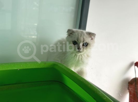 En Güzel Mavi Gözlü British Shorthair Yavrular görsel