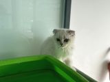 En Güzel Mavi Gözlü British Shorthair Yavrular