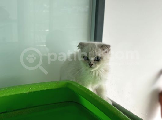 En Güzel Mavi Gözlü British Shorthair Yavrular görsel
