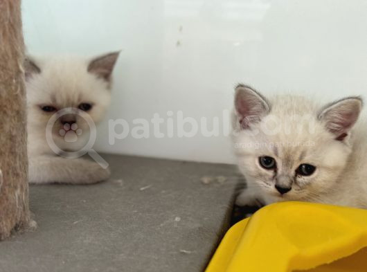En Güzel Mavi Gözlü British Shorthair Yavrular görsel