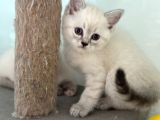 En güzel mavi gözlü british shorthair yavrular