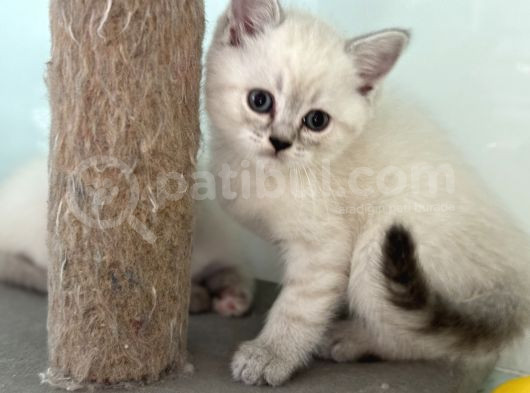 En Güzel Mavi Gözlü British Shorthair Yavrular