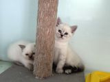 En Güzel Mavi Gözlü British Shorthair Yavrular