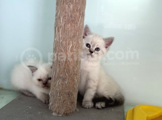 En Güzel Mavi Gözlü British Shorthair Yavrular görsel