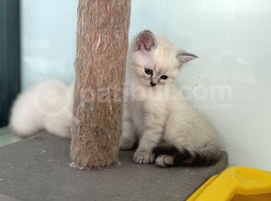 En Güzel Mavi Gözlü British Shorthair Yavrular görsel