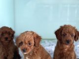 Show Kalite çok özel red maltipoo yavrular