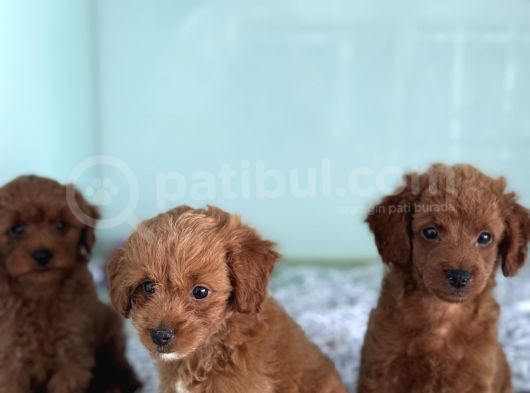 Show Kalite Çok Özel Red Maltipoo Yavrular