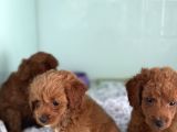Show Kalite Çok Özel Red Maltipoo Yavrular