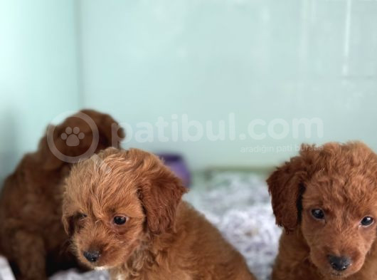 Show Kalite Çok Özel Red Maltipoo Yavrular görsel