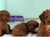 Show Kalite Çok Özel Red Maltipoo Yavrular