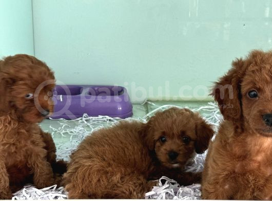 Show Kalite Çok Özel Red Maltipoo Yavrular görsel