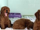 Show Kalite Çok Özel Red Maltipoo Yavrular
